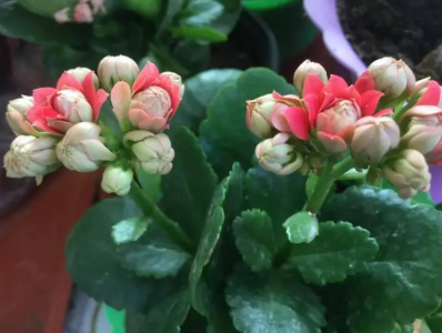长寿花的花期是在几月份？如何延长花期？