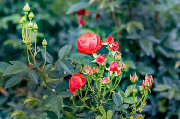 月季花长什么样