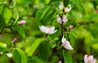 苹果的开花期是在几月份？如何了解？