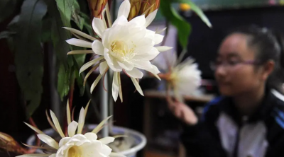 昙花为何不开花？可能存在哪些原因？