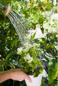 雨水浇花好吗？雨水可以存放多久？