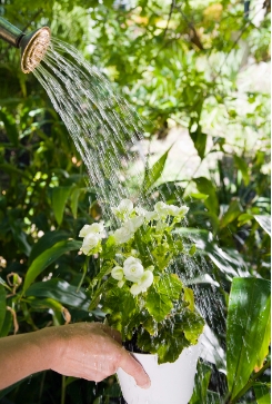 雨水浇花好吗
