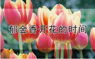 郁金香一年能开几次花？花期是多久时间？