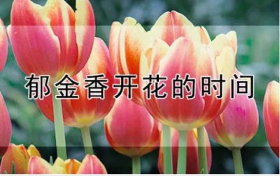 种郁金香多久开花一次？花期是多久？