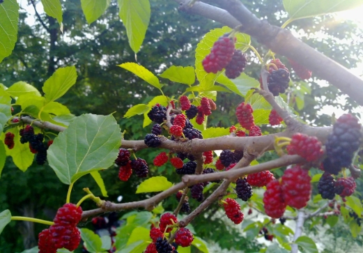 桑树什么时候发芽长叶子