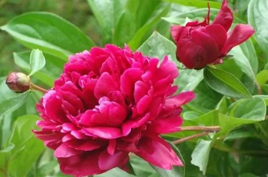 芍药能放卧室吗