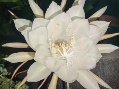 昙花为什么在晚上开花？在灯光下会开花吗？