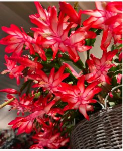 蟹爪兰一年开几次花几月份开花？怎么养殖和护理？