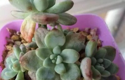 多肉干瘪了萎缩怎么办？如何补救？