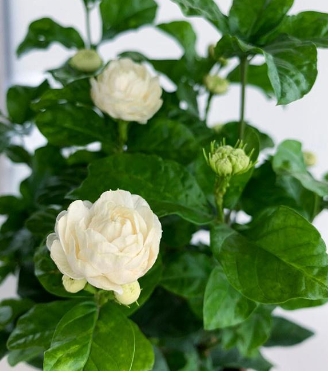 茉莉一年开几次花