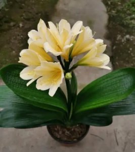 君子兰多少片叶子开花正常？ 君子兰开花叶片数量正常范围是多少？