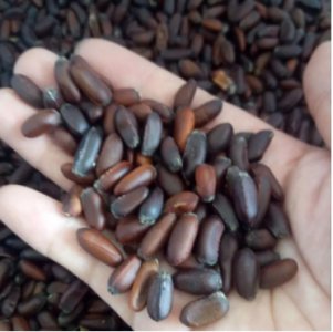 腊梅种子怎么种才能发芽？一般几年开花？