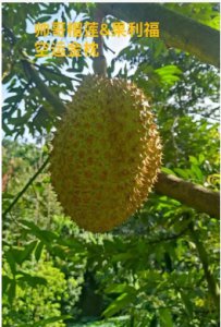 榴莲成熟需要几年才能结果？多久才能吃？