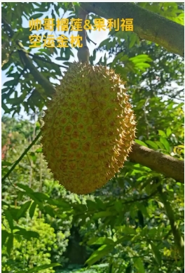 榴莲成熟需要几年才能结果