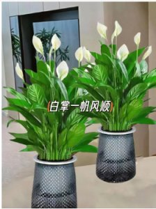 白掌多久浇一次水比较好？怎么水养才旺盛？