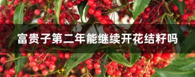 富贵子一年开几次花？第二年能继续开花结籽吗？