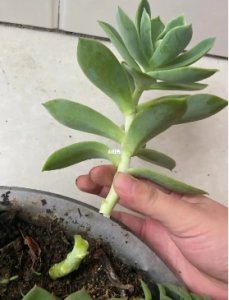 多肉断了直接插土里可以活吗？要怎么养？