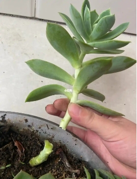 多肉断了直接插土里可以活吗
