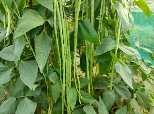 豆角多远一棵最好