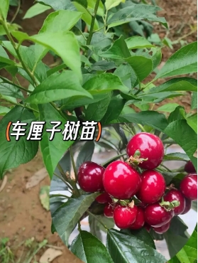 车厘子几月开花挂果