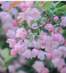 三月花卉有哪些品种？ 三月份开的花有些什么品种？