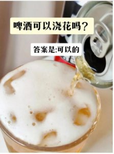 啤酒能浇花儿吗？多久浇一次？ 啤酒能否用来浇花？浇水频率如何？