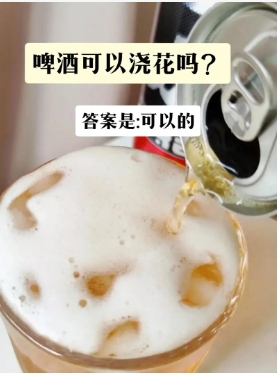 啤酒能浇花儿吗
