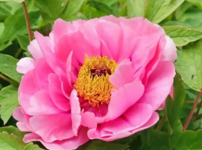牡丹花什么季节开花？花期多长时间？