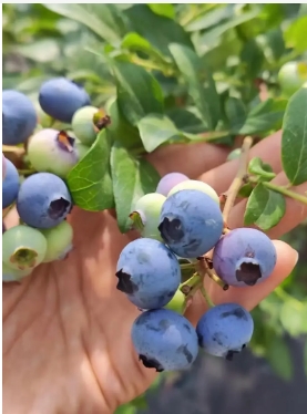 蓝莓什么时候结果