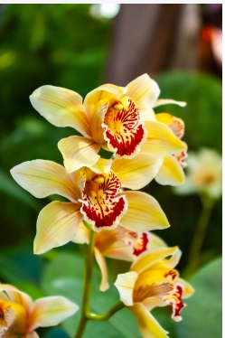 兰花能晒太阳吗