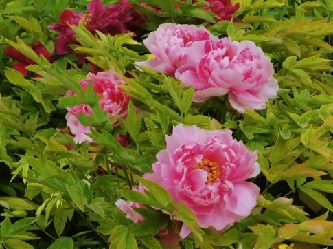 牡丹花的开花时间是几点