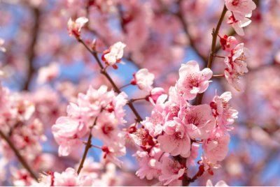 梅花什么季节开？ 梅花盛开于哪个季节？