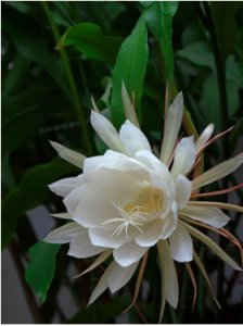 昙花多久开一次花？花期一般多久？