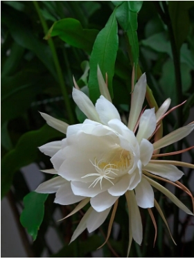 昙花多久开一次花