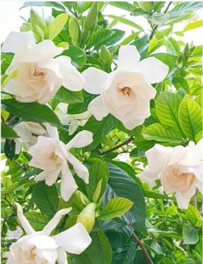 栀子花能不能晒太阳