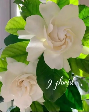 栀子花花期多长时间