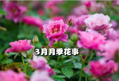 月季花怕太阳暴晒吗？怎么过冬？ 月季花是否耐晒？冬季该如何养护？