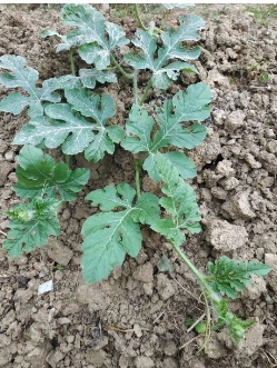 西瓜定植后需几天浇缓苗水