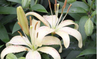 百合开完花后怎么处理？从哪里剪枝？