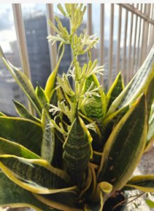 虎皮兰开花预示什么意思？风水上有哪些说法？
