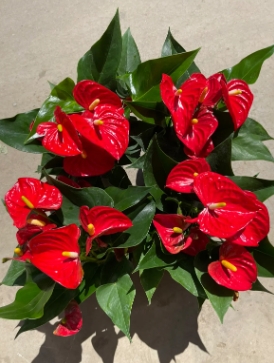 红掌花的寓意是什么