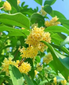 桂花的品质和精神是什么？比喻哪些人？