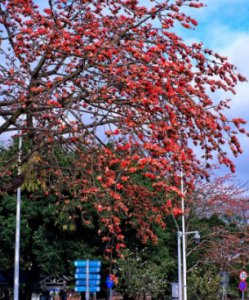 广州市市花叫什么名字？有哪些寓意？