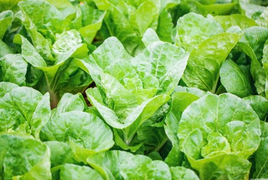 广东6月种什么菜蔬菜最合适