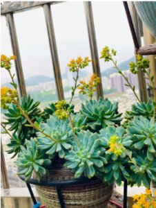 多肉突然开花预兆风水是什么？一般多久开一次花？