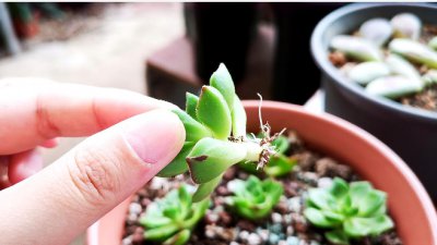 多肉断了直接插土里可以活吗？需要怎么养护？