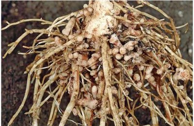 豆科植物与根瘤菌的关系 豆科植物与根瘤菌是什么关系？