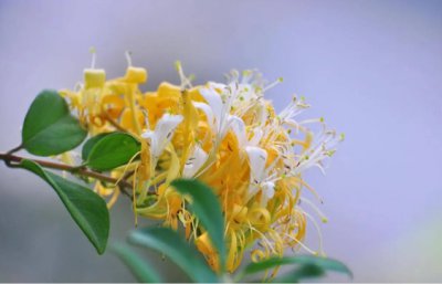 金银花开花的时间是几点？一般是几月份？