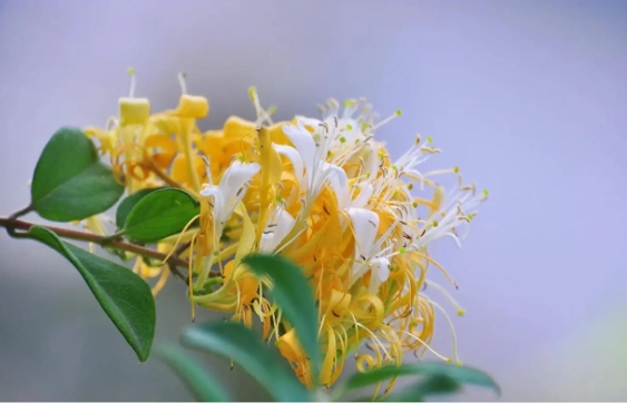 金银花开花的时间是几点