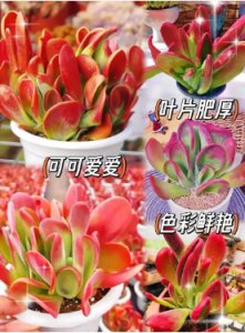 火狐狸多肉冬天耐寒吗？怎么养才好看？